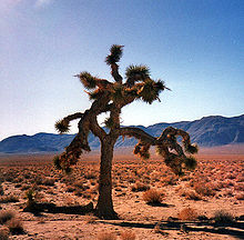 220px-Joshuatree.JPG